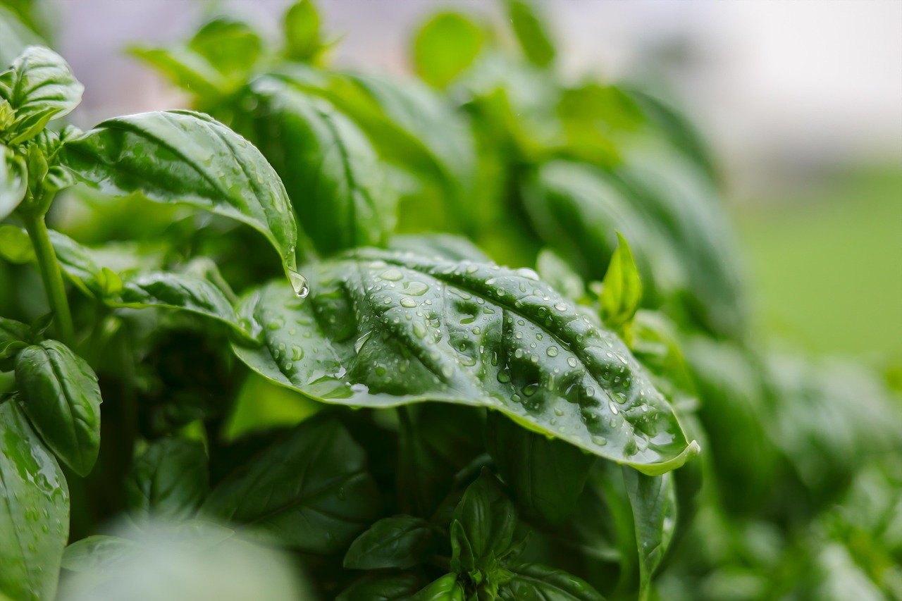 Growing a Kitchen Garden That Feeds You and Delights Your Cat